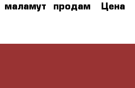 маламут  продам › Цена ­ 5 000 - Тульская обл., Донской г. Животные и растения » Собаки   . Тульская обл.,Донской г.